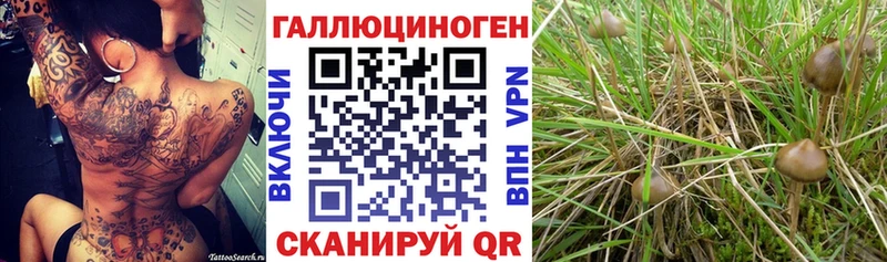 купить   Королёв  Галлюциногенные грибы мухоморы 